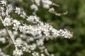 Blackthorn Prunus spinosa, some twigs with white flowers Royalty Free Stock Photo